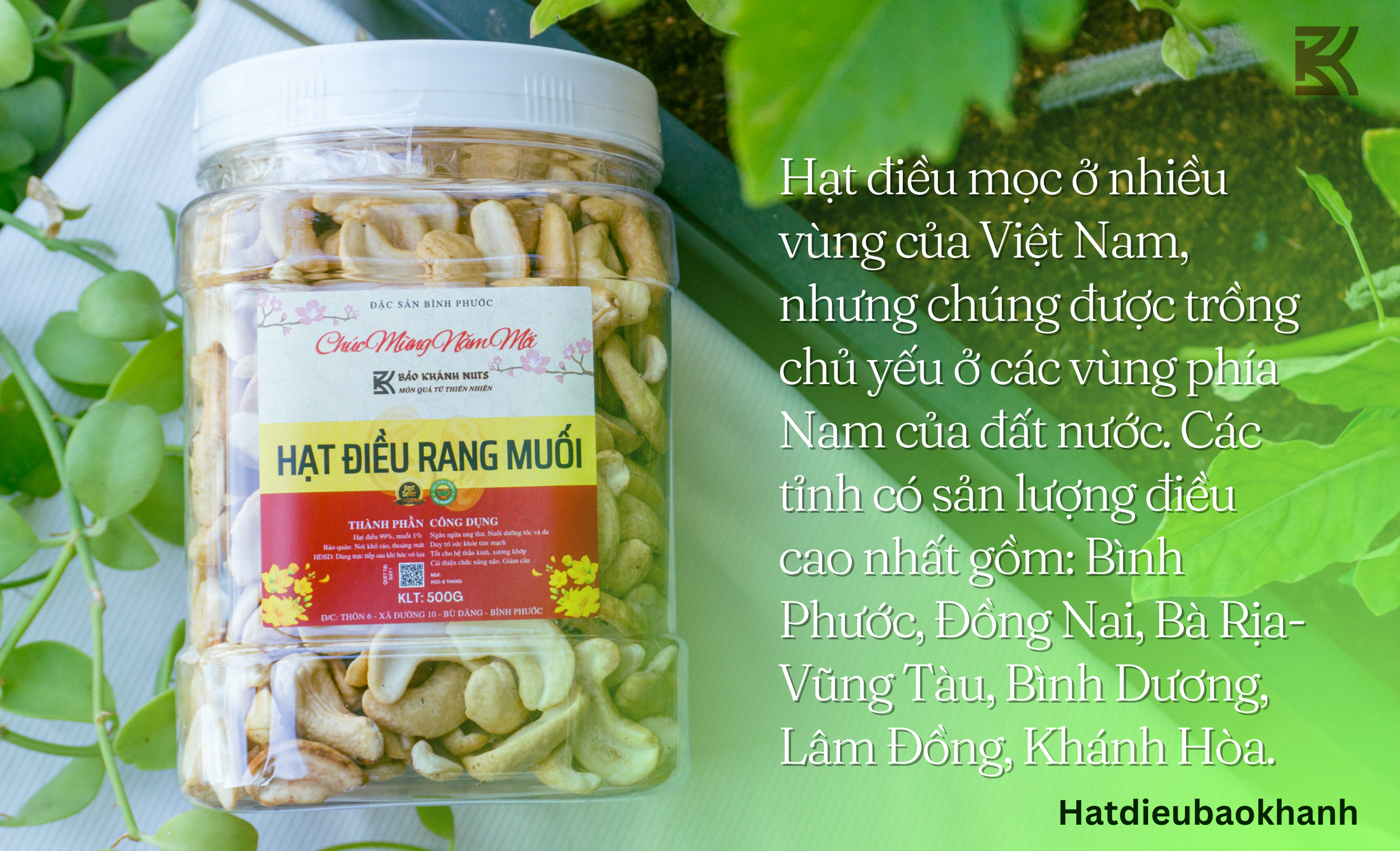 hat dieu moc o dau tai viet nam - hat dieu bao khanh
