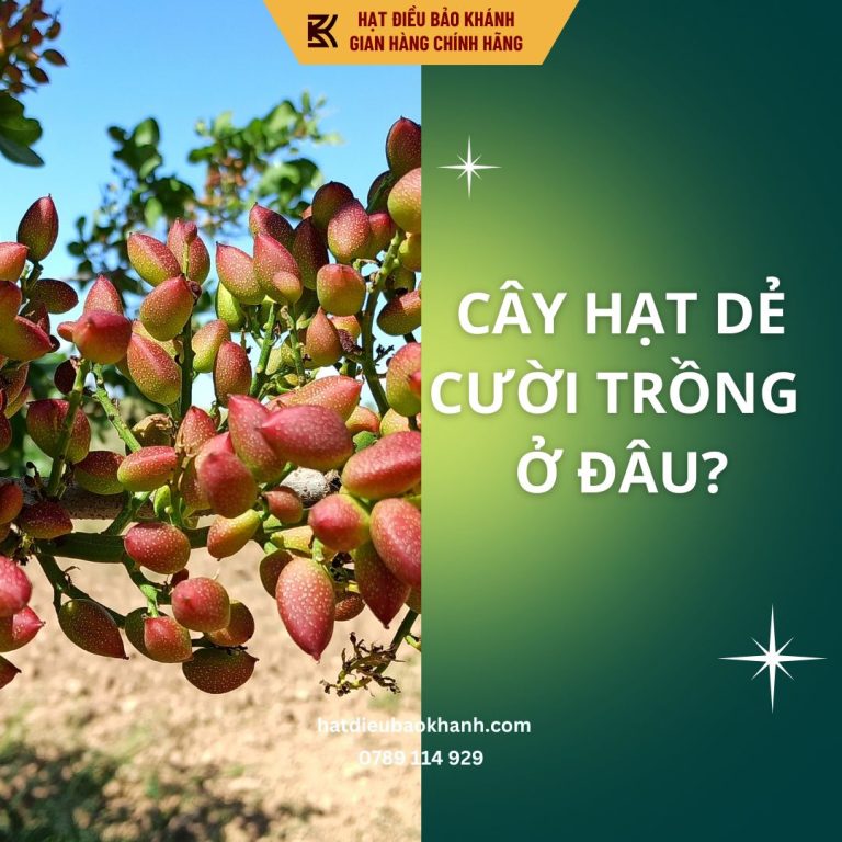 cây hạt dẻ cười trồng ở đâu