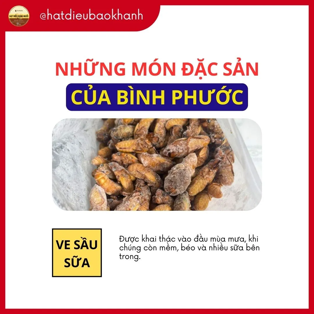 Ve Sầu Sữa món ăn đặc sản Bình Phước