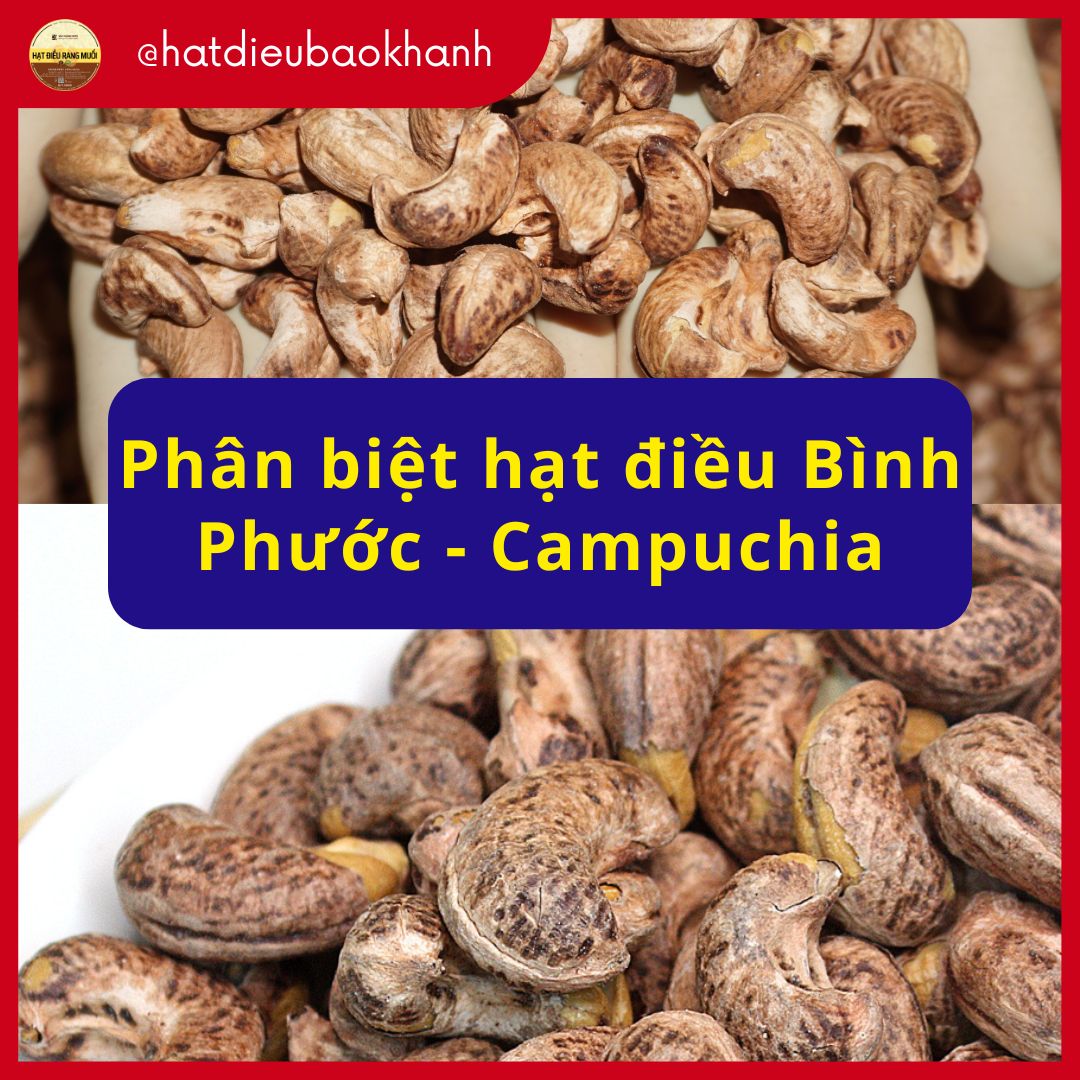Cách phân biệt hạt điều Bình Phước chính gốc và hạt điều nhập khẩu (Campuchia, Châu Phi)