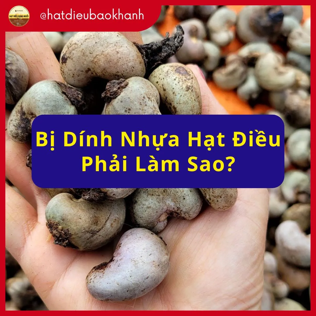 Bị Dính Nhựa Hạt Điều Phải Làm Sao? Hướng Dẫn Xử Lý An Toàn