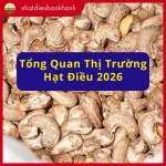 Tổng Quan Thị Trường Hạt Điều Toàn Cầu 2026