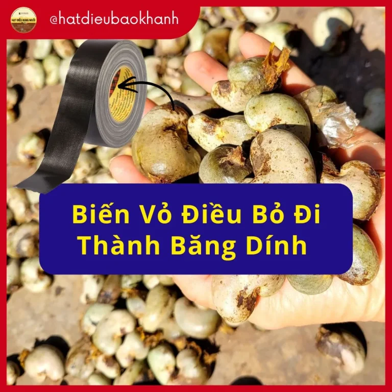 Biến vỏ điều bỏ đi thành băng dính sinh học
