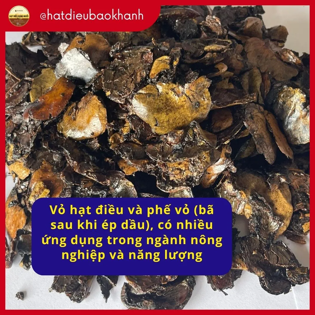 Phan phe vo hat dieu co nhieu ung dung trong nhieu linh vuc