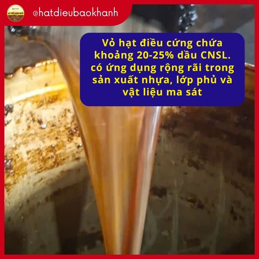 Dau trong vo hat dieu co tinh ung dung cao