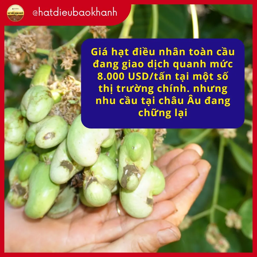 gia hat dieu nhan toan cau